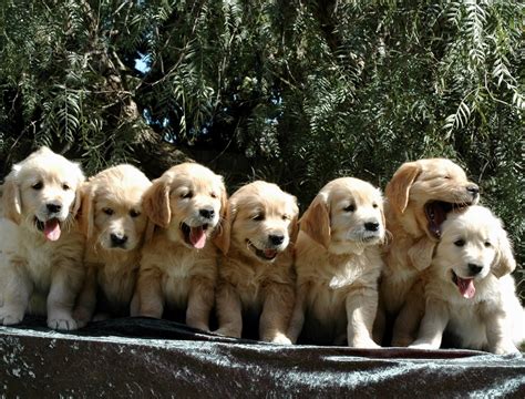 What Is The Biggest Litter Of Puppies