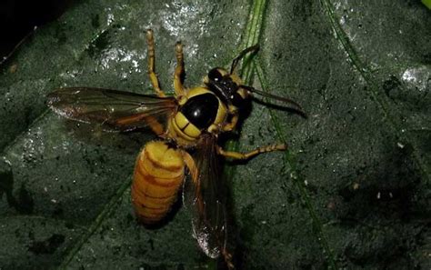 毒蜂种类及图片大全，切勿招惹这些毒蜂，否则让你“刻骨铭心”！