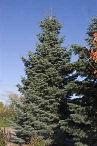 Image result for American Arborvitae, 3-4 Ft- A Practical, Low-Maintenance Tree For Every Yard | Evergreen Tree