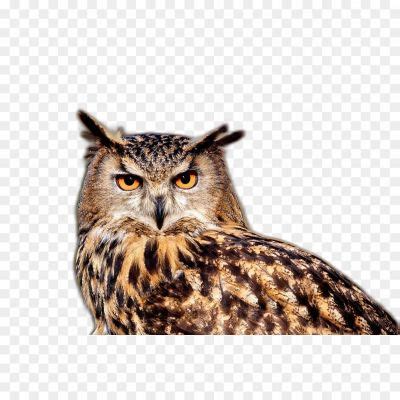 Owl HD Image PNG Isolated - Pngsource