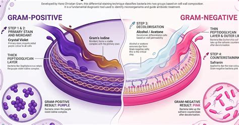 Examination of Samples by Staining: Gram Stain