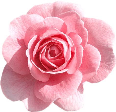 Clip art Portable Network Graphics Rose Transparency Pink flowers ...