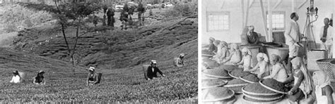 What You Should Know About Darjeeling Teas – Golden Tips Tea (India)