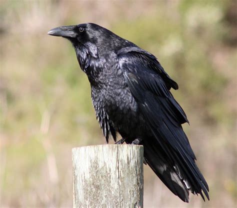 Ravens’ Mystical Role in Native American Folklore and Spirituality