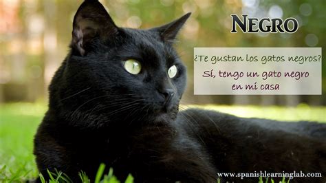 Kitty Cat In Spanish Language - NAOLW