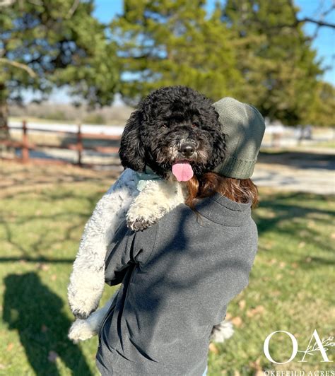 Black And White Goldendoodle