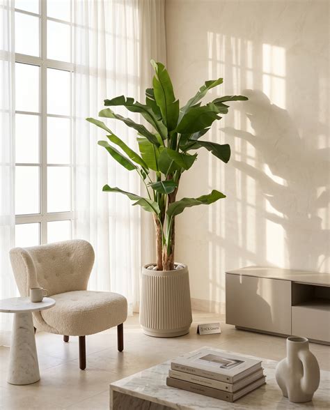 Banana Leaf Plants – VCK Greens