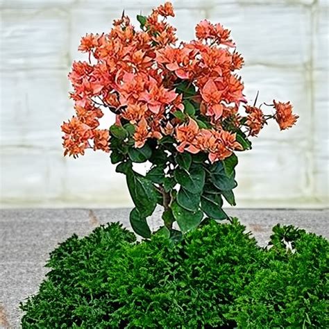 Bougainvillea Dwarf Orange 3-4 Ft. - Bougainvillea Dwarf ...