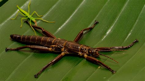 How Many Lord Howe Island Stick Insects Are There at Susan Pittman blog
