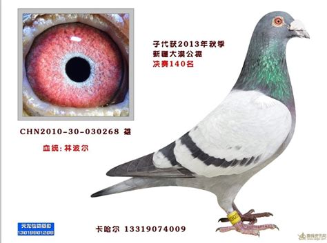 永安170鸽舍-中国信鸽信息网相册