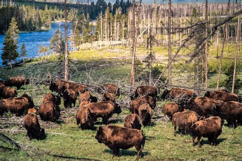 Wildlife is not migrating out of Yellowstone National Park, despite misinformation spreading on ...