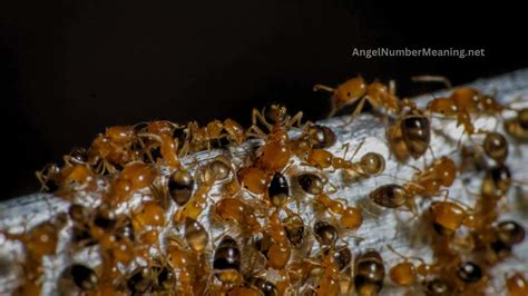 Dreamed About Ants: Discover Its Meaning and Significance