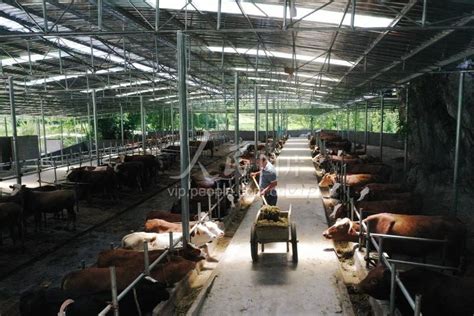 重庆黔江：生态养牛助力乡村振兴-人民图片网