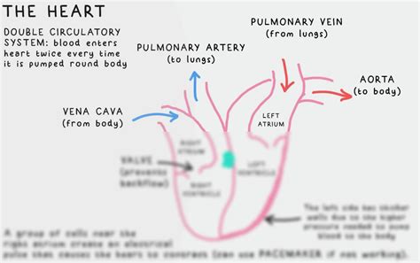Heart Function GCSE 的图像结果