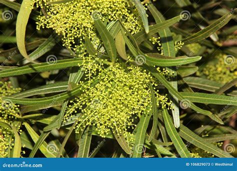 Searsia Lancea, Karee Tree, African Sumac, Willow Rhus Stock Image ...