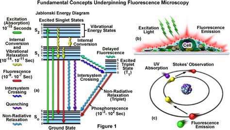Fluorescence Wavelength Range 的图像结果