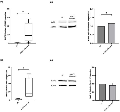 Effects of Modulating BMP9, BMPR2, and AQP1 on BMP Signaling in Human ...