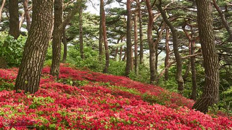 Wallpaper trees, flowers, bushes, landscape hd, picture, image