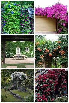 Climbing Plants For Arbors by 12 Best Climbing Plants For Pergolas And Arbors Iseeidoimake Climbing Plants For Arbors