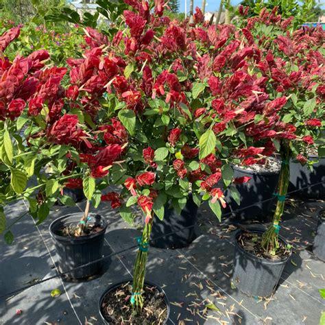 Lollypop Red 18-24 Inches - Lollypop - Lollypop Red - Flowering Plants ...