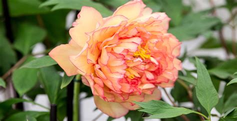 Different Types Of Peonies Species & Best Popular Varieties ...