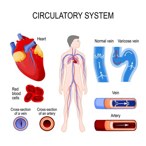 Circulatory System Pumps Blood Around The Body at Lawrence Konopka blog