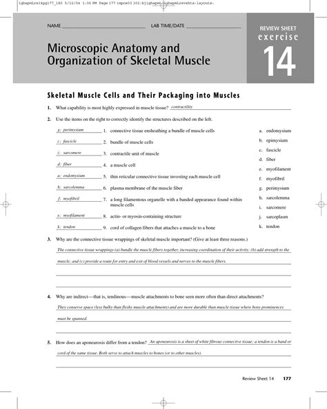 Microscopic Anatomy Of Skeletal Muscle Worksheet - Best Worksheet
