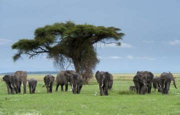 Memorable 9 Days 8 Nights Tanzania with Kilimanjaro Holiday Package ...