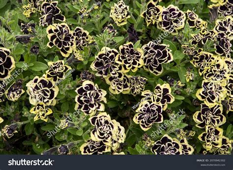 Petunia Grandiflora Mystical Midnight Gold Stock Photo 2070942302 ...
