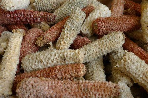 Woody Biomass Gasifier - Ankur Scientific