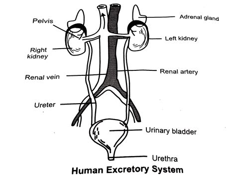 Excretory System Diagram