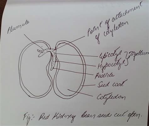 Draw a labelled lateral view of bean seed and also when the red kidney ...