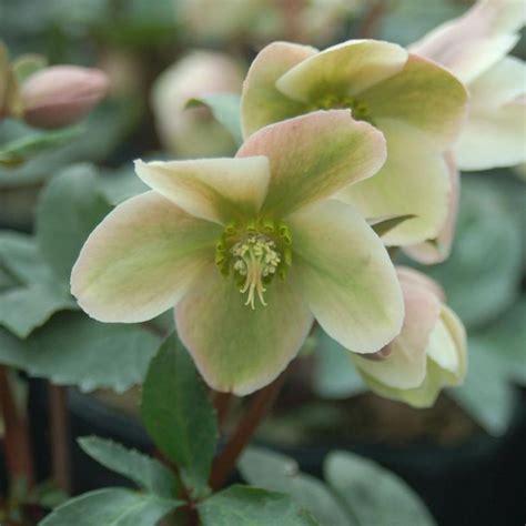 Ivory Prince Christmas Rose | Plant Addicts