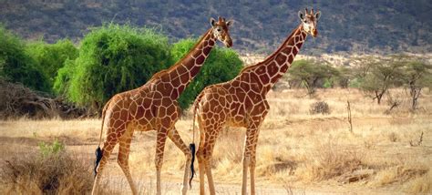 Okapi 的图像结果