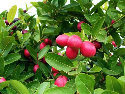 M-Tech Gardens Rare Karonda Cherry Fruit Seedling Live Plant : Amazon ...