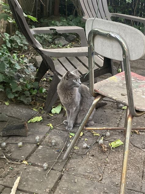 Disabled 3 legged cat found wandering West End : r/providence