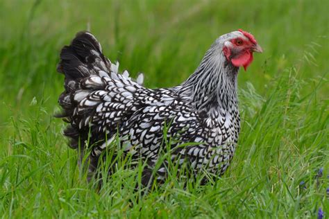 Silver Laced Wyandotte