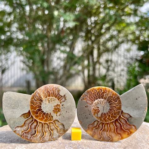 Rezultat imagine pentru Shell Fossil