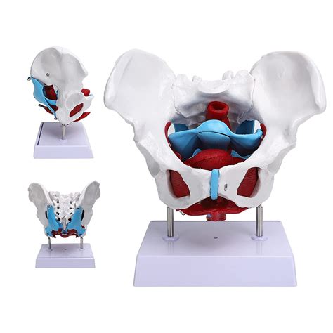 Buy UIGJIOG Human Anatomy Female Pelvis Uterus Model,Pelvis Model ...