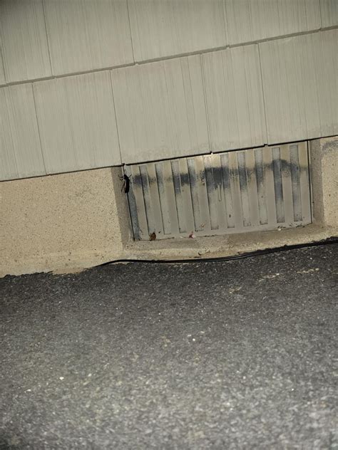 Beetle or cockroach? : r/Entomology