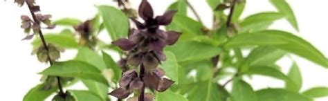 JooGTooK basil Kali tulasi Ocimum americanum Lemon tulasi Live Plant ...