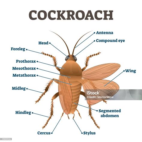Dissection of Cockroach 的图像结果
