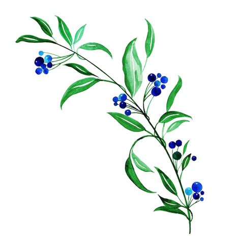 Immagini di Pianta mirto disegno - Download gratuiti su Freepik