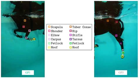 Sensors | Special Issue : Sensors and Wearable Technologies in Sport ...