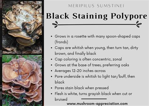 Black Staining Polypore: Identification and Foraging Guide - Mushroom ...