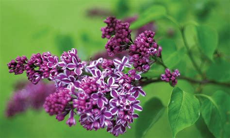 "The Color Purple" — Lilac for English Country Garden - Troy Rhone