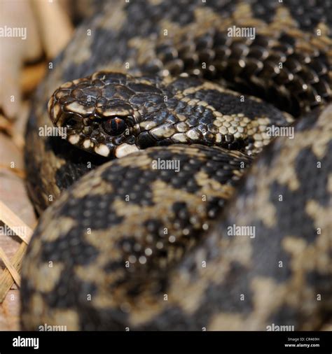 Common European Adder or Common European Viper (Vipera berus ...