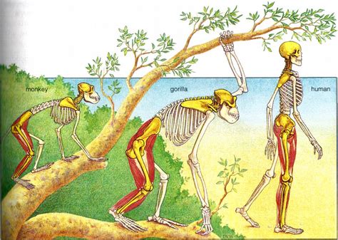 Image result for Evolution Human Body