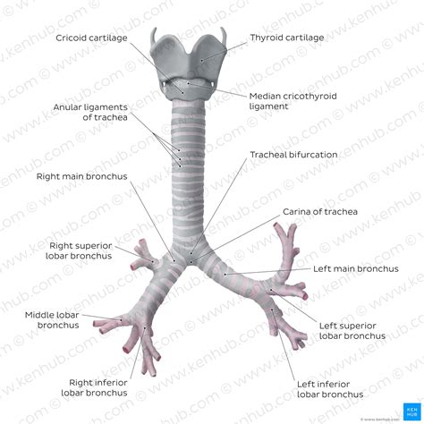 Trachea Definition, Anatomy, Function, Diagram – BXEQRA