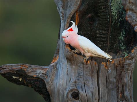 Download wallpaper background, tree, pink, bird, parrot, bitches, the ...